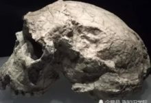 進化論的疑點已經被確定？人類本來就不是同種進化而來-頭條楓林網