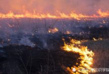 澳洲野貓利用野火來捕獵，嚴重破壞生態平衡，其它物種面臨滅絕-頭條楓林網