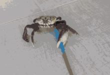 備孕及懷孕期間的飲食禁忌，看這一篇文章就足夠！-頭條楓林網