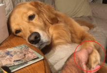 金毛九歲了，生病時要求主人握著它的「手」：擔心它離開-頭條楓林網