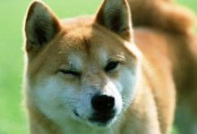 田園犬生下一隻「熊貓狗」，鏟屎官看見大喜：哪頭熊貓乾的好事？-頭條楓林網