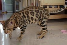 孟加拉豹貓應該怎麼養？孟加拉豹貓價格行情？-頭條楓林網