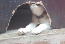 哈士奇獨自在家待久了，於是它想看看外面的世界，結果...-頭條楓林網