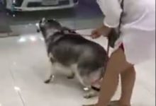 主人帶哈士奇去稱體重，它看到秤就往外面跑，結果太搞笑了！-頭條楓林網