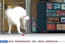 蘇州蘇綉路路口這隻聰明薩摩竟會「金蟬脫殼」-頭條楓林網