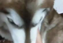 阿拉斯加冒著生命危險，證明家中的門不堪一擊，一旁網友已經哭倒.....-頭條楓林網