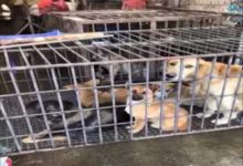 刀下留狗！朱方路菜市場，金毛獵犬15塊錢一斤？-頭條楓林網