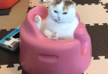 大肥貓名副其實「卧槽」到地老天荒，懶癌爆發不大不小剛剛好！-頭條楓林網