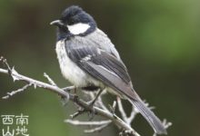 著名的跑龍套的小鳥——綠背山雀-頭條楓林網