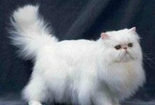 什麼品牌的寵物美毛類產品效果最好？DHA鱉蛋爆毛粉好不好？-頭條楓林網