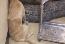 鸚鵡：狗哥，人家這鋼管怎麼樣？狗子：知道我別名嗎？柳下狗-頭條楓林網