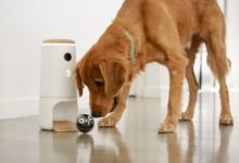 白領上班後如何照顧家中寵物？Pupple幫你解決-頭條楓林網