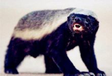 平頭哥大戰二師兄，結局出乎意料，平頭哥：真漢子，必須結拜！-頭條楓林網