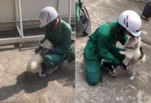 白柴1個多月沒見郵遞員,重逢時興奮狂撲凹凹撒嬌:等你好久-頭條楓林網