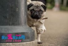 《我的冤家是條狗》這本歡樂的電影讓所有人看完都想養狗了！-頭條楓林網