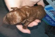 泰迪一出生金光閃閃，網友：小天使降臨……-頭條楓林網