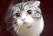 男子撿回一隻貓，張貼的尋貓啟示引熱議，網友：那隻烏龜最倒霉-頭條楓林網