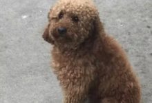 泰迪與寵主走丟，呆在原地苦等五天，它一臉的委屈：主人你在哪？-頭條楓林網