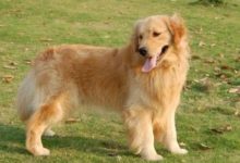 汪星人到底在想些什麼？讀懂這幾個動作，秒懂！-頭條楓林網