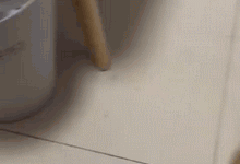 小狗狗，註定今天你要被貓打，躲不過的-頭條楓林網