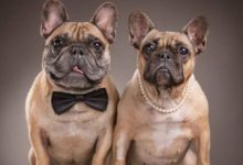 主人和狗狗玩鬧失了分寸，狗狗：你小丫頭，小心我把你埋了！-頭條楓林網