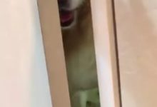 洗澡時，感覺後背發涼，轉頭髮現我家金毛竟然在...-頭條楓林網