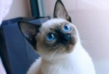 新到家的貓咪有輕微貧血，新到家的貓咪知道有貧血-頭條楓林網