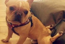 鬥牛犬為了跳出圍欄，用盡渾身解數，網友：二哈帶大的吧？-頭條楓林網