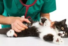 貓咪胃不舒服怎麼辦？-頭條楓林網