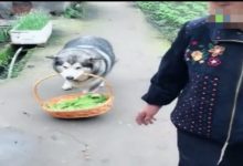 胖哈士奇幫奶奶提籃子走走停停，到了家門口的瞬間它的眼神亮了！-頭條楓林網