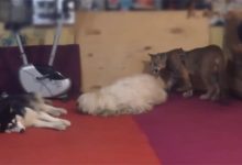 眼看自己的小夥伴被美洲獅欺負，毛都被薅禿，二哈嚇得只剩抖了-頭條楓林網