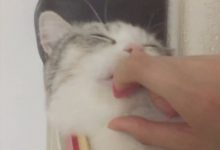 主人好奇把手指伸了進去，沒想到貓咪做出這樣的反應！-頭條楓林網