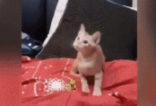 主人狂揮逗貓棒想消耗小喵體力，沒想到狂搖20秒後頭暈的竟是自己-頭條楓林網