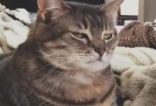 公貓配合主人幼稚的遊戲，一旁的小貓看不下去：我還要骨氣！-頭條楓林網