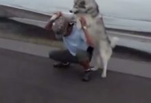 背著一隻一百多斤的哈士奇是一種什麼感受，哈士奇：我很開心！-頭條楓林網