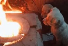 小狗狗怕冷，它們就在火爐前烤火，網友：也不怕被烤熟了-頭條楓林網