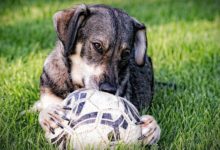 不會玩的狗狗很可憐，如何幫助遭受過心理創傷的狗學會遊戲？-頭條楓林網