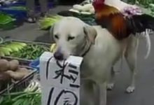 狗狗背著兩隻雞站在菜市場，當看清紙上的字，大爺假牙都笑掉了！-頭條楓林網