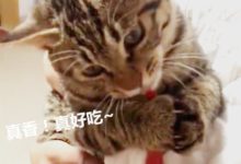 小貓咪非要吃辣椒，主人無奈給它嘗了一口，貓咪的反應萌翻全場！-頭條楓林網