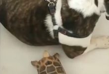 狗狗偷吃龜糧，烏龜發動超凶攻擊，網友神評論「頭呢」-頭條楓林網