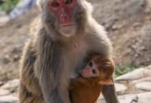 流浪狗被母猴收養，從小喝猴子母乳長大，5個月後長大成這樣……-頭條楓林網