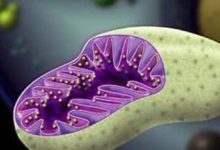 原來線粒體跟生育也有關係！-頭條楓林網