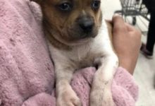 狗狗吃醋的四種表現，不讓你碰很正常，遇到這種情況寵主才想哭！-頭條楓林網