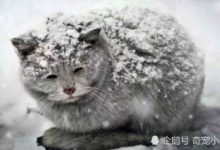 入冬後，這「5種疾病」就容易找上貓咪，主人們可要警惕了！-頭條楓林網