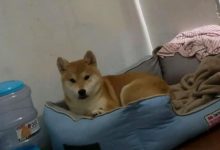 柴犬困了，剛剛回到窩裡正打算睡，突然進來一個人！-頭條楓林網