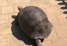 大龜路遇法斗，狗狗做出驚人舉動笑噴路人，求烏龜心理陰影面積-頭條楓林網