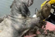 好心帶流浪狗洗澡，熏得老闆眼淚直掉！這得有多臟！-頭條楓林網