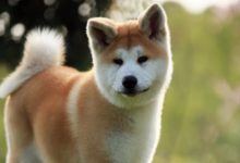 5種狗狗的忠誠度排名，最後一個很可愛，第一實至名歸-頭條楓林網