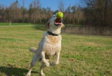 鬥牛犬把皮球玩成鏈球，轉著擊打同伴，網友：托馬斯迴旋流星錘…-頭條楓林網