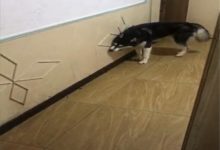 哈士奇拆完家後，又開始拆插座開關，二哈：感覺家裡該裝修一下-頭條楓林網